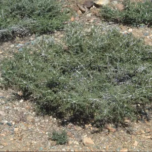 Ceanothus arcuatus
