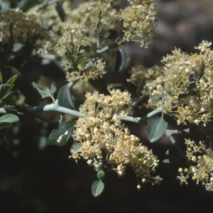 Ceanothus cordulatus