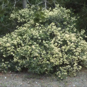 Ceanothus cordulatus