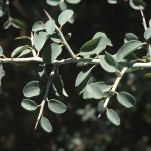 Ceanothus cordulatus