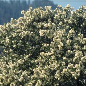 Ceanothus cuneatus var. cuneatus
