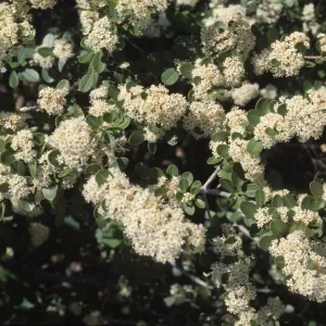 Ceanothus cuneatus var. cuneatus