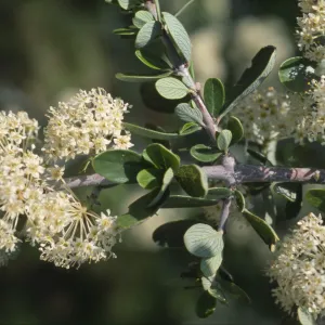 Ceanothus cuneatus var. cuneatus