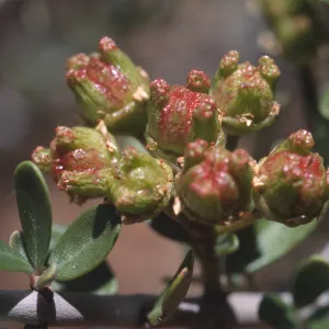 Ceanothus cuneatus var. cuneatus