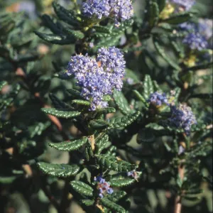 Ceanothus dentatus