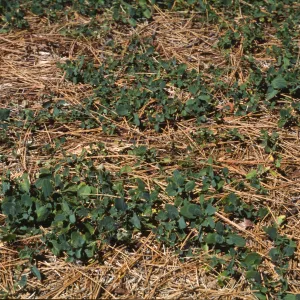 Ceanothus diversifolius