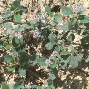 Ceanothus diversifolius
