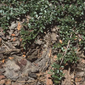 Ceanothus fresnensis