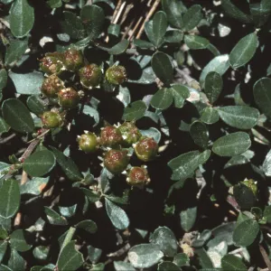 Ceanothus fresnensis