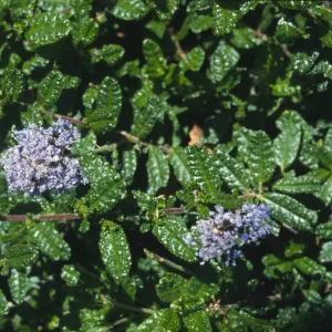 Ceanothus hearstiorum