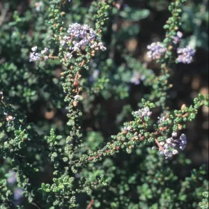 Ceanothus impressus