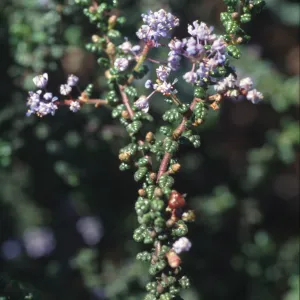 Ceanothus impressus