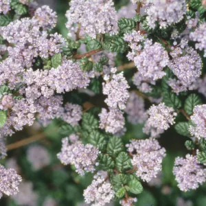 Ceanothus impressus