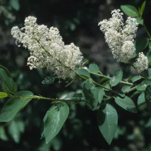 Ceanothus integerrimus