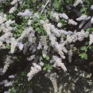 Ceanothus integerrimus