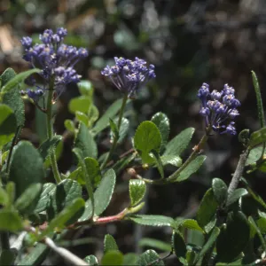 Ceanothus lemmonii