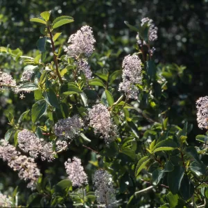 Ceanothus leucodermis