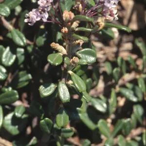Ceanothus maritimus