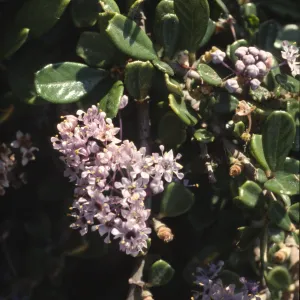 Ceanothus maritimus