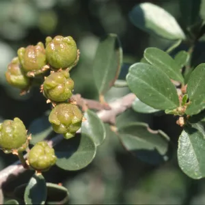 Ceanothus megacarpus