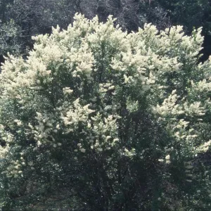 Ceanothus palmeri