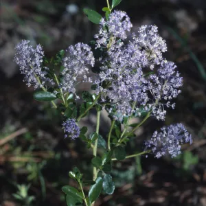 Ceanothus parvifolius