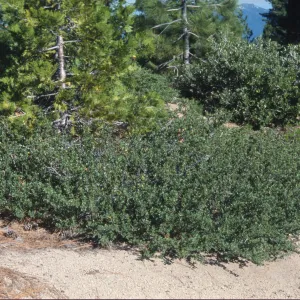 Ceanothus pinetorum