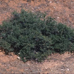 Ceanothus pinetorum