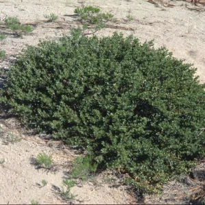 Ceanothus pinetorum