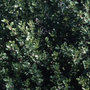 Ceanothus pinetorum