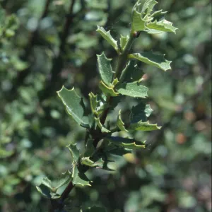 Ceanothus pinetorum
