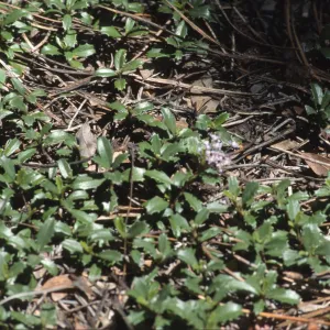Ceanothus prostratus