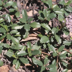 Ceanothus prostratus