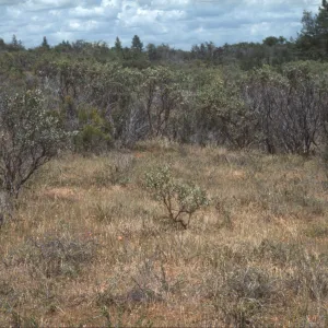 Ceanothus roderickii