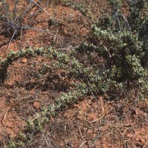 Ceanothus roderickii