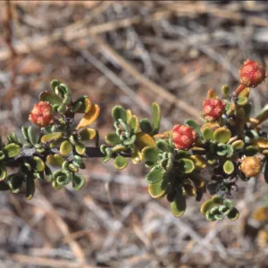 Ceanothus roderickii