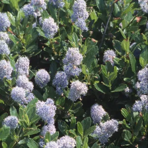 Ceanothus thyrsiflorus