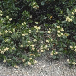Ceanothus velutinus