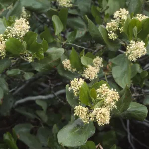Ceanothus velutinus