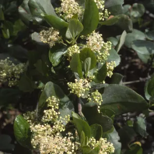Ceanothus velutinus