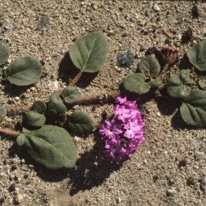 Abronia villosa