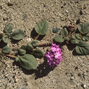 Abronia villosa