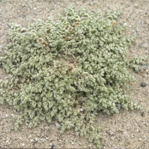 Achyronychia cooperi