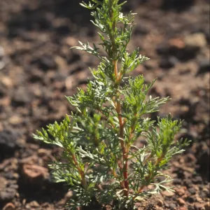 Adenostoma fasciculatum seedlings after fire