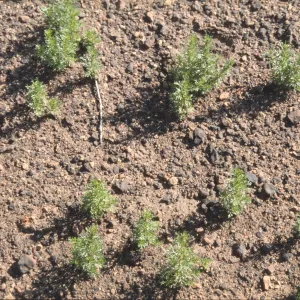 Adenostoma fasciculatum seedlings after fire