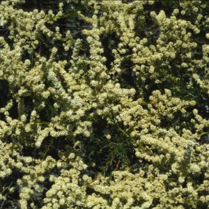 Adenostoma fasciculatum