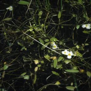 Alisma gramineum