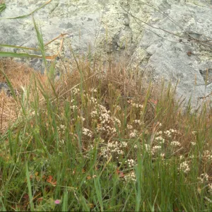 Allium hickmanii