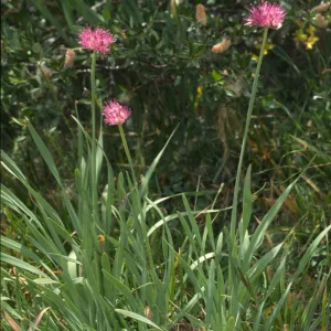 Allium validum