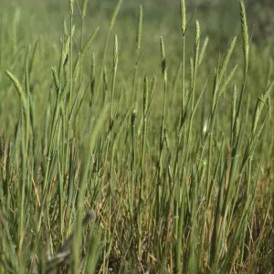 Alopecurus saccatus